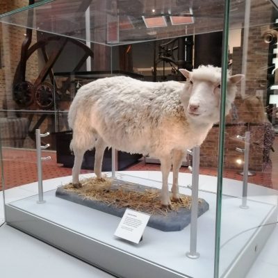 史上第一複製羊